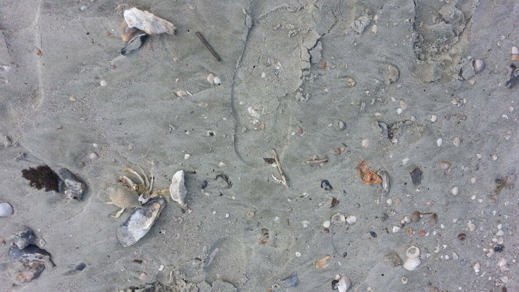 Crabby on SSI