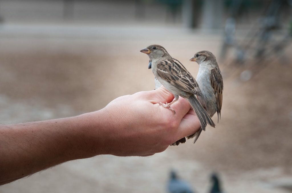 bird-818045_1920